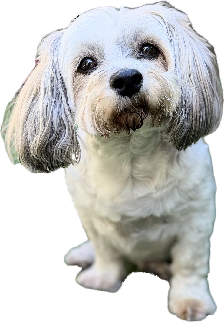 Ruby, The dog