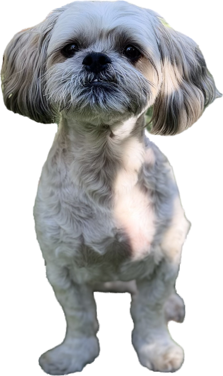 Teemo, The dog